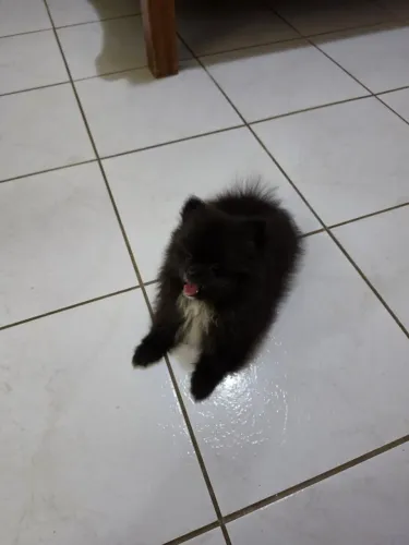 Spitz Alemão Anão macho preto 
