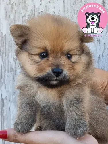 Spitz Lulu da Pomerânia Anão macho - Pedigree CBKC - 12x sem juros envio gratis