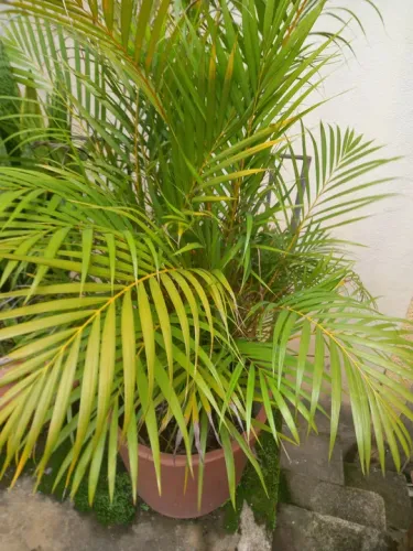 Vaso com palmeira areca