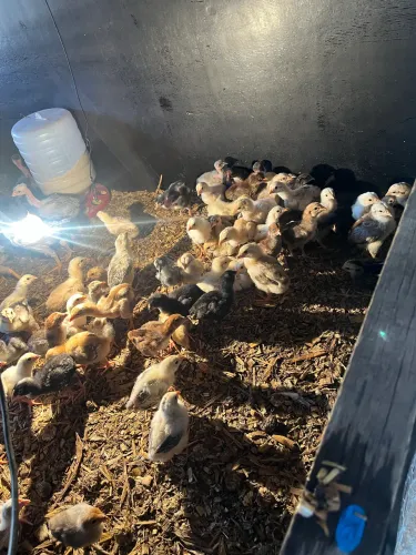 Pintinhos 100% Caipira