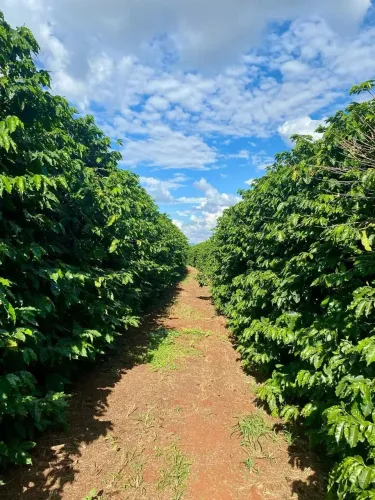 fazenda em perdizes 140 hectares 27.000.000.00    ( we )