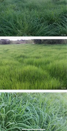 Fazenda no Gurupi Tocantins venda ou arrenda