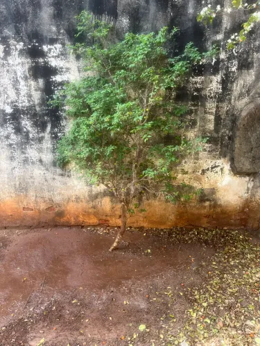 Jabuticabeira Sabará