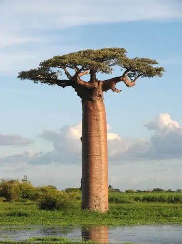 Muda de Baobá Africano com 3 metros: Adansonia digitata