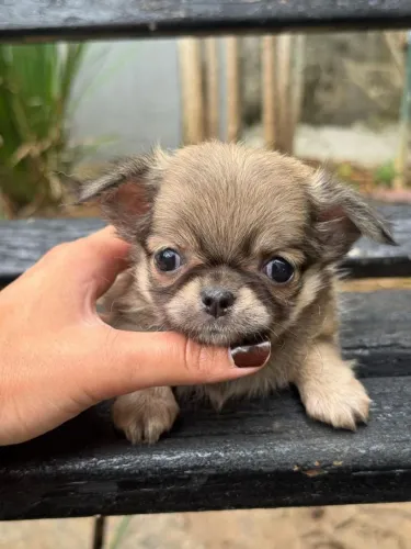 Chihuahua Original com Pedigree - Um mini companheiro de verdade!