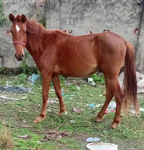 2 Potros e 1 Mula
