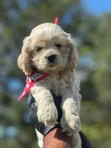 Filhote Cocker Spaniel 