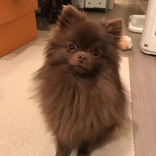 Spitz Alemão Filhotes Encantadores na Cor Marrom