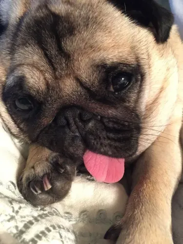 Filhote Pug fofucho e com língua para fora 