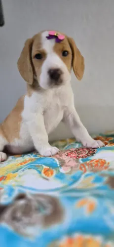 Beagle Femea em Londrina