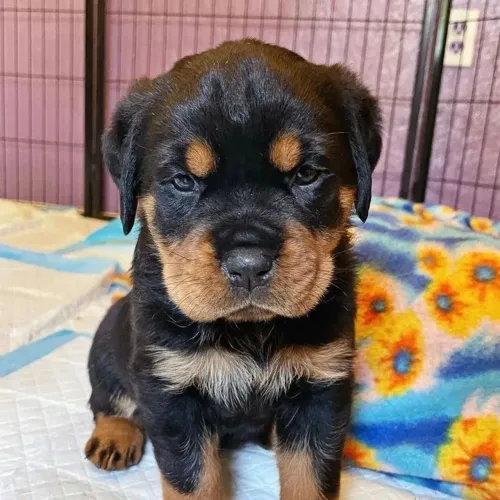 Rottweiler - O Nome Mais Forte Da Janela De Transferências