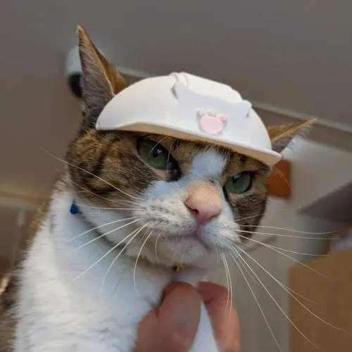 Acessório para PET