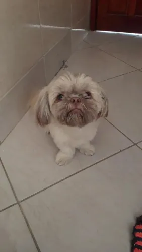 Doando Shih tzu macho