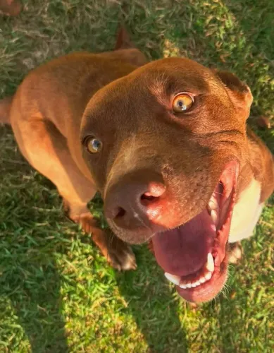 Pitt bull