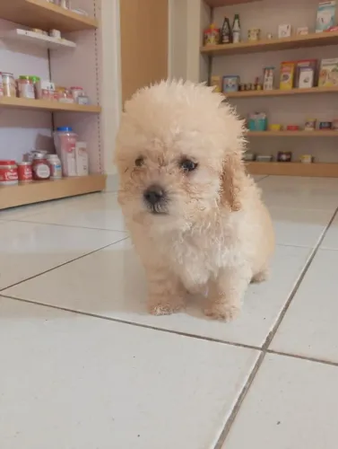 FILHOTE DE POODLE TOY PURO