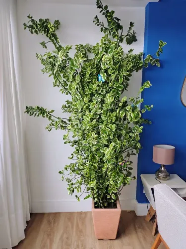 Planta