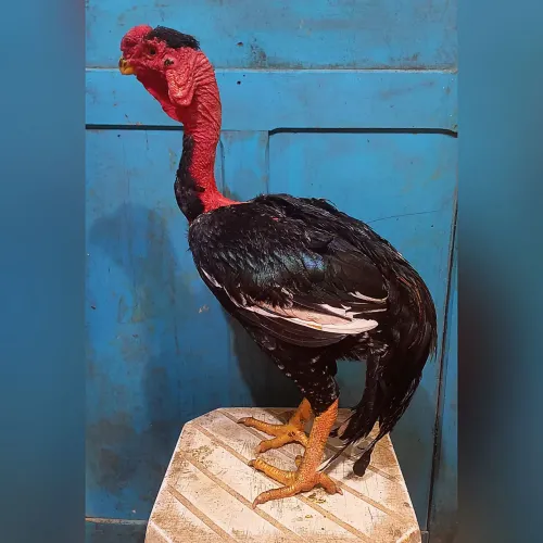 GALO INDIO BICO CURTO POLACO