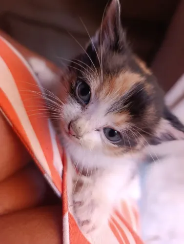 Doa se gatinhos