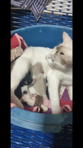 Gatinhos para doação responsável
