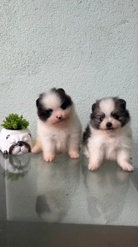 Spitz Alemão Macho