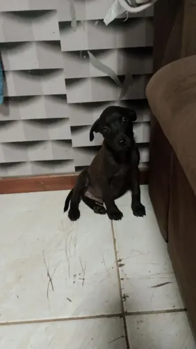 Doação filhotes cruzados com pitbull