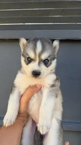 Filhote de Husky siberiano 40 dias