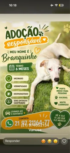 Adoção responsável, branquinho!!!