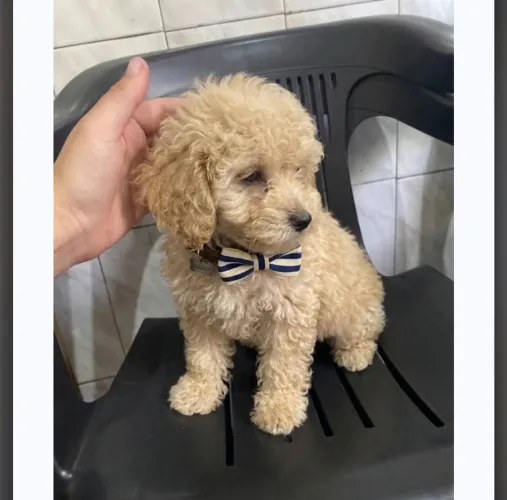 Poodle macho filhote