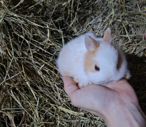 Filhotes da menor raça de coelhos