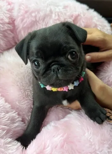 Pug A escolha certa para quem ama cães