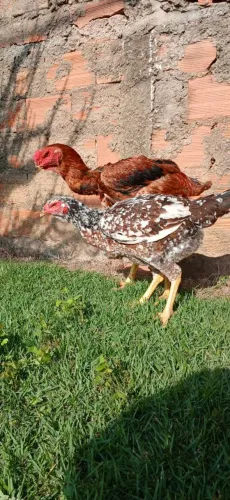 Casal de indio gigante aves no padrão 