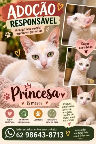 Gata branca linda e castrada 8 meses