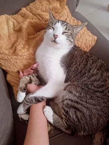 Gato para adoção