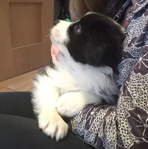 Filhotes de Border Collie | Carinho em cada aproximação.