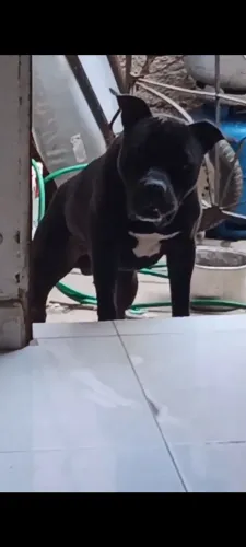 Vendo Pit Bull 