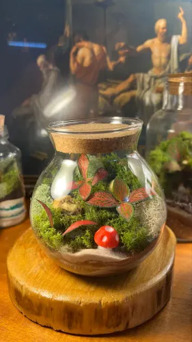 Terrarios mini ecossistemas