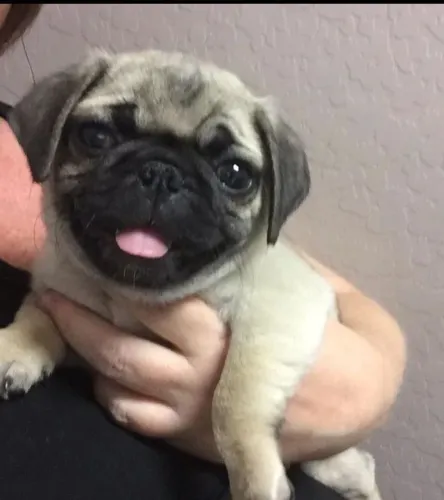 Pug - Amor Que Soma Felicidade 