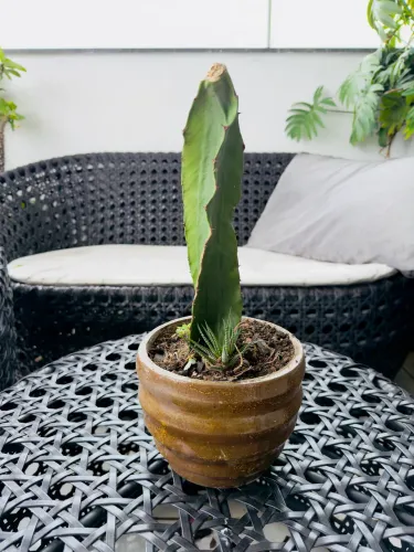 Plantas cactos, agaves, dracenas só olhar as fotos 