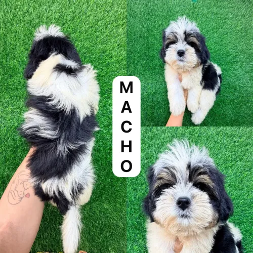 Shitzu macho