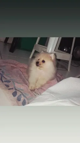 Lulu da Pomerânia