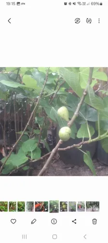 Frutíferas 