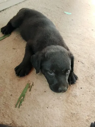 Filhote de Rottweiler femia