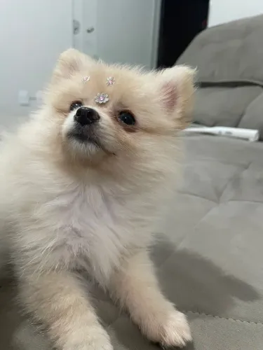 Filhote fêmea spitz alemão com pedigree
