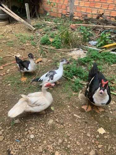 Patos Apartir de 40