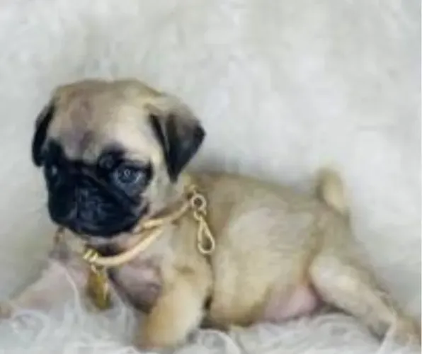Pug Filhotes Educadíssimos.