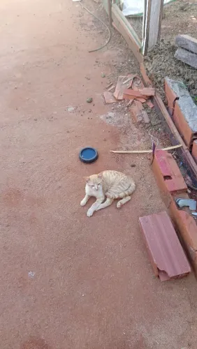 Doação de gatinho filhote