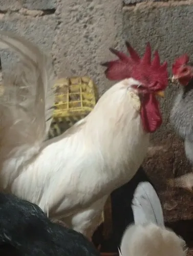 Vendo trio de legorne poedeira branca