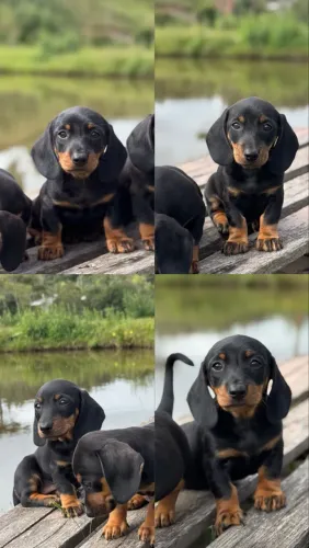 Filhotes disponíveis Basset Dachshund