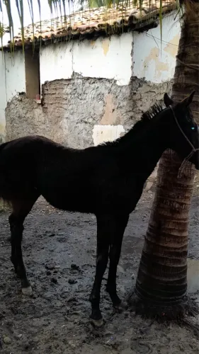 Vende-se Potra Mestiça