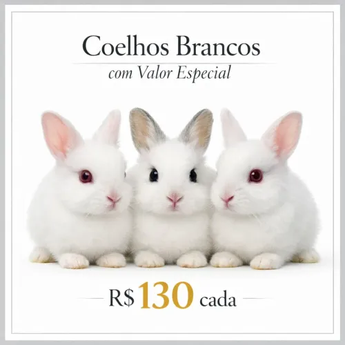 Lindos filhotes de coelhos brancos com valor promocional 